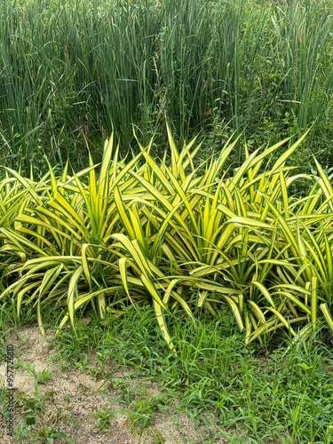 Pandanus sanderi plant in nature garden photo