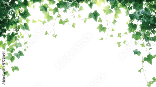 ivy on transparent white background