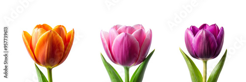 Wallpaper Mural Front View of a Different Type of Tulip Flower Collection on Transparent Background Torontodigital.ca