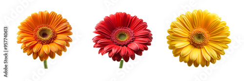 High-Resolution Daisy Flower Collection from, Front View on Transparent Background