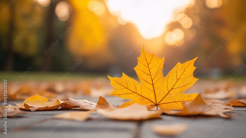 Golden Autumn Leaf: A single, vibrant maple leaf rests on a pathway, bathed in the warm glow of the setting sun. The image evokes a sense of peace and tranquility Golden Autumn Leaf: A single, vibrant maple leaf rests on a pathway, bathed in the warm glow of the setting sun. The image evokes a sense of peace and tranquility