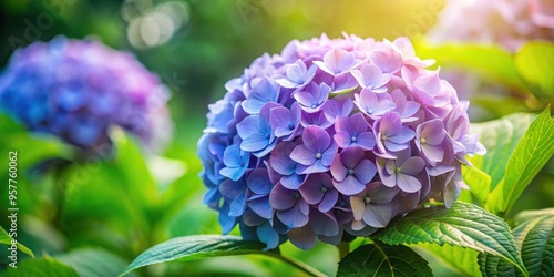 Beautiful hydrangea flower in full bloom, hydrangea, flower, plant, bloom, garden, botanical, pink, blue, white, colorful