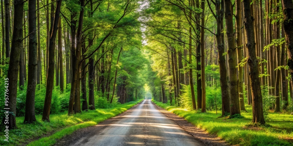 Rural forest road through dense trees , nature, landscape, scenic, outdoors, wilderness, pathway, tranquil, peaceful Rural forest road through dense trees , nature, landscape, scenic, outdoors, wilderness, pathway, tranquil, peaceful