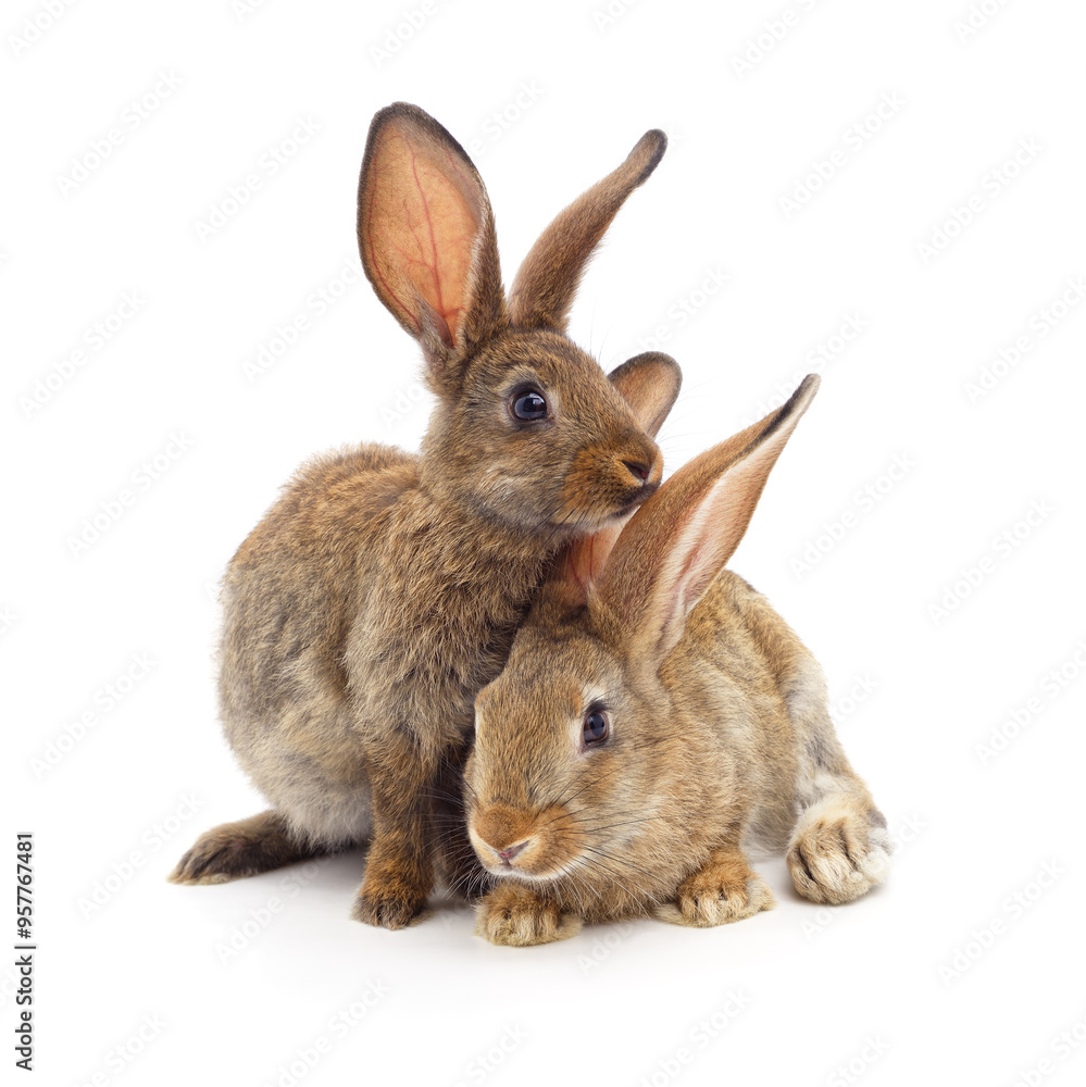 Obraz premium Two gray rabbits.