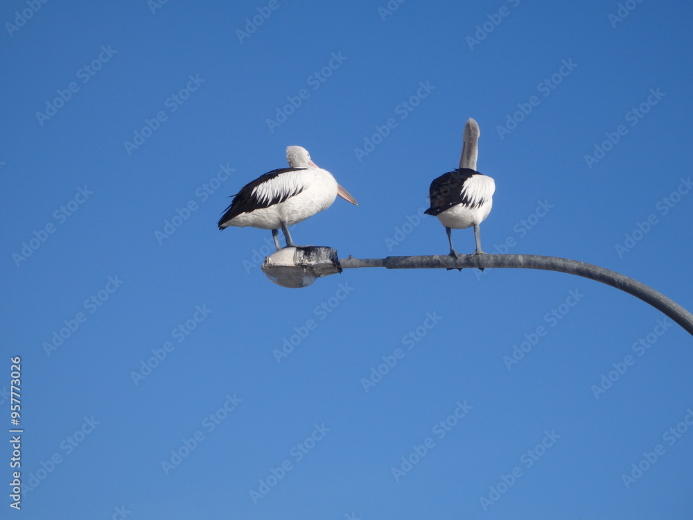 Fototapeta premium pelican on a pole