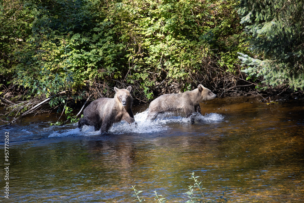 Griizly Bär mit Nachwuchs aufgeregt im Fluss Griizly Bär mit Nachwuchs aufgeregt im Fluss