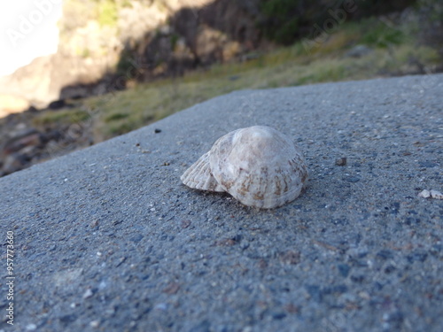 shell on the beach