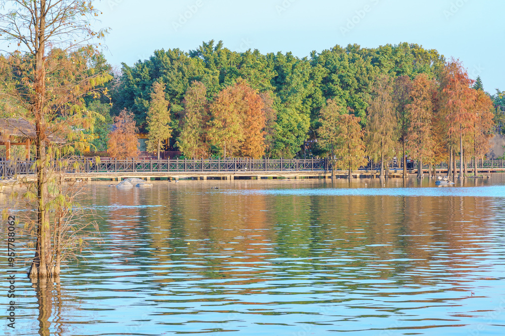 Fototapeta premium Larch with leaves turning yellow in the fall at City Park Lake