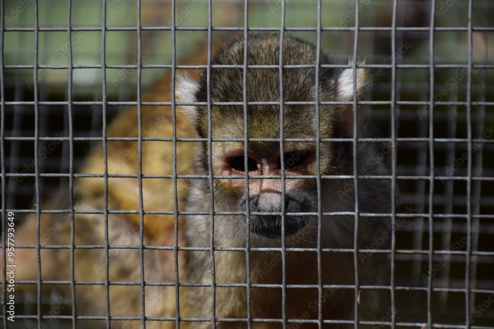Fototapeta premium monkey jail
