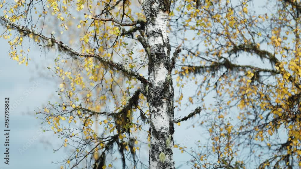 A peaceful autumn day with birch trees standing tall, their golden leaves fluttering softly against a blue sky.Parallax orbit shot, bokeh background. A peaceful autumn day with birch trees standing tall, their golden leaves fluttering softly against a blue sky.Parallax orbit shot, bokeh background.