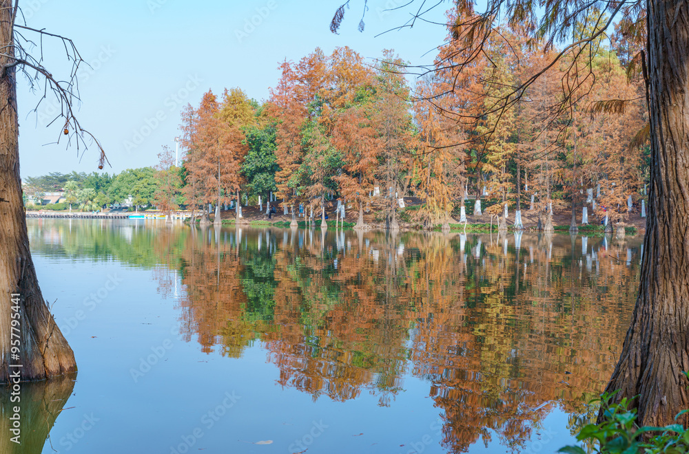 The leaves of the sequoia by the park lake are yellowing The leaves of the sequoia by the park lake are yellowing