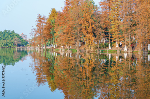 The leaves of the sequoia by the park lake are yellowing