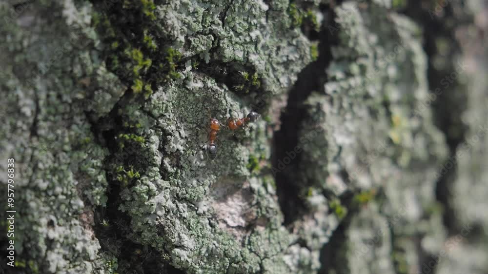 A closeup view of an ant crawling on the textured surface of a tree bark that has moss A closeup view of an ant crawling on the textured surface of a tree bark that has moss