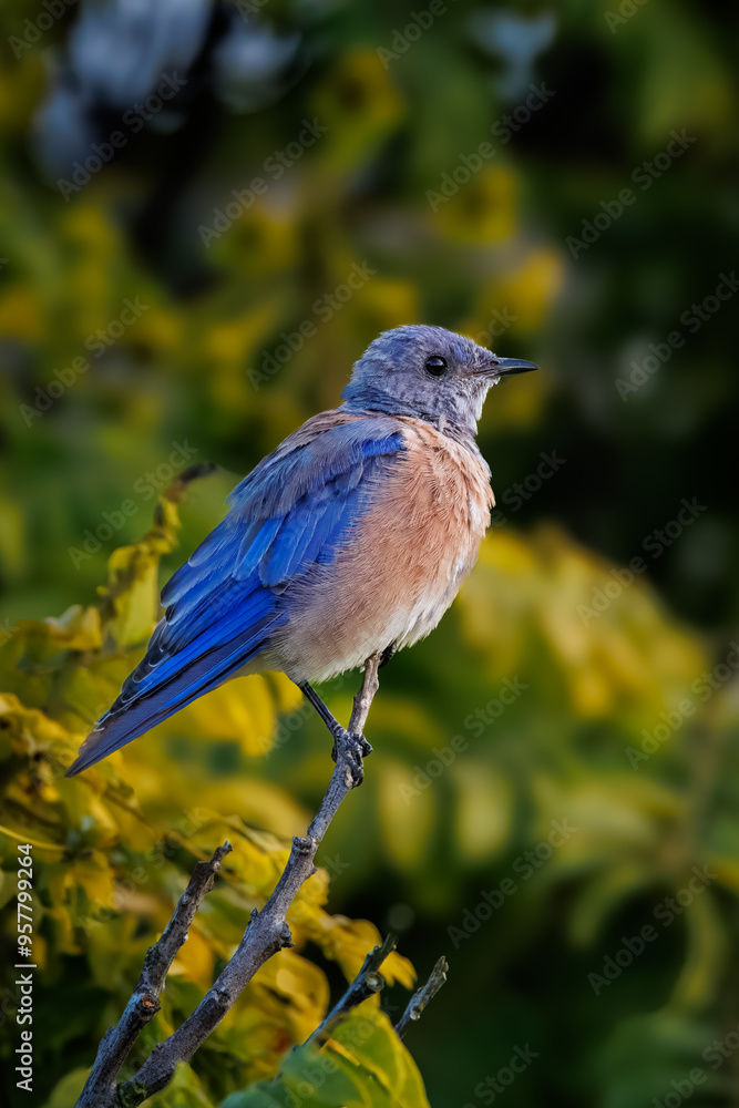 Closeup of Western bluebird Closeup of Western bluebird