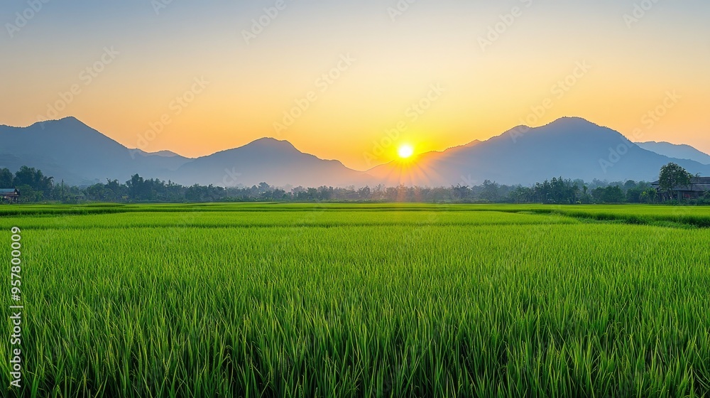 Fototapeta premium A peaceful morning in Nan province, Thailand, with green rice fields and distant mountains, under a clear, bright sky, capturing the essence of rural tranquility