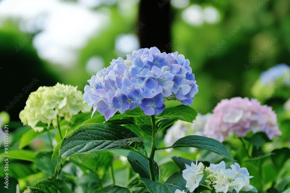 A Beautiful Display of Hydrangeas in a Lush Green Garden A Beautiful Display of Hydrangeas in a Lush Green Garden