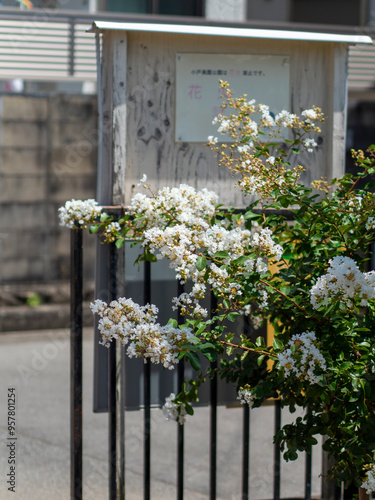 Wallpaper Mural 公園に咲いた白い百日紅 Torontodigital.ca