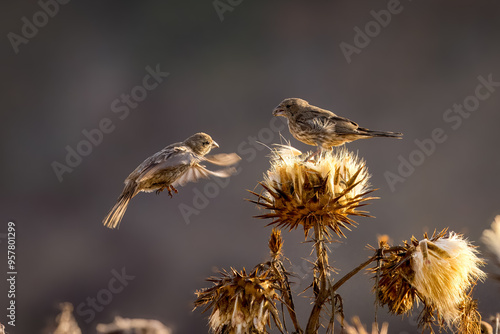 Photography Group of house finch birds taking seeds and playing