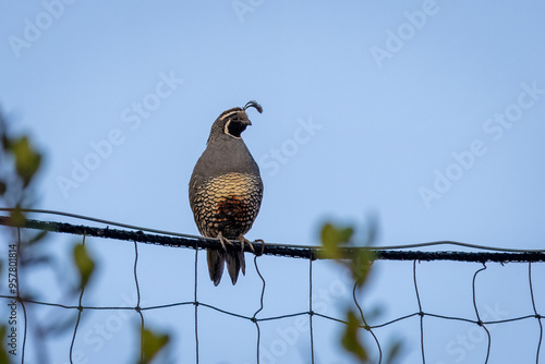 Photography Closeup of a California Quail