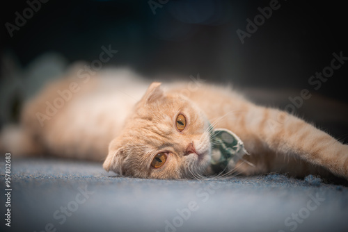 cat sleeping on the floor looking straight into the camera