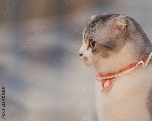 Scottish fold cat looking far ahead