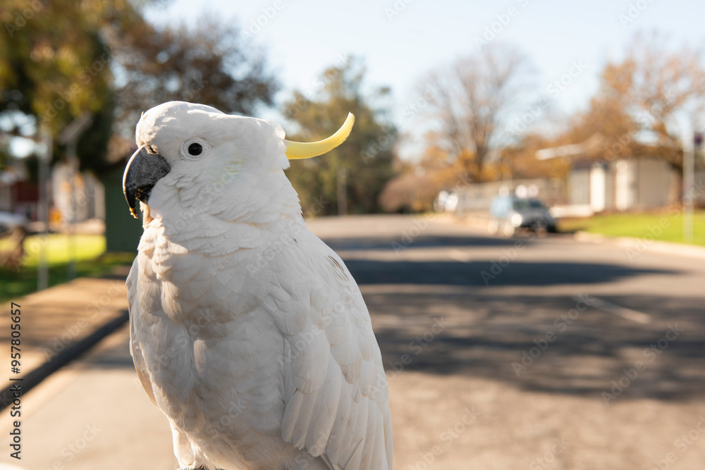 White Cockatoo with yellow crest close up picture of an Australian Bird. A native bird of the state of Victoria. Also known as Umbrella bird. White Cockatoo with yellow crest close up picture of an Australian Bird. A native bird of the state of Victoria. Also known as Umbrella bird.