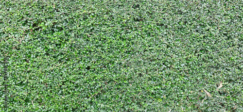 Backdrop and texture of green leaves natural wall