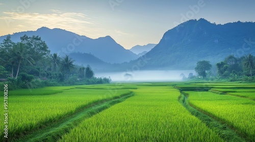 A tranquil morning view of lush rice fields and mountains in Nan province, Thailand, with the fields glowing in the early light and mountains shrouded in mist