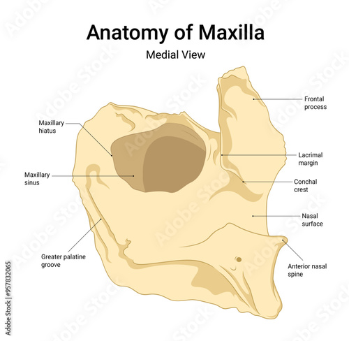 Anatomy of Maxilla Medial View