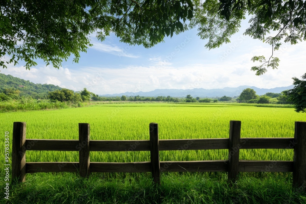 Wooden Fence and Gate in Green Rice Fields with Blue Sky Wooden Fence and Gate in Green Rice Fields with Blue Sky