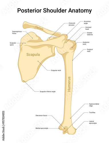 Anatomy of Shoulder Posterior View