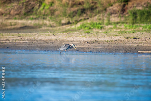 Herring Hunting in a River