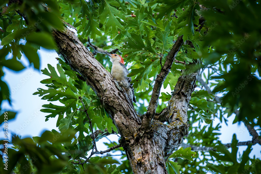 Fototapeta premium Downy Wood Pecker in Tree
