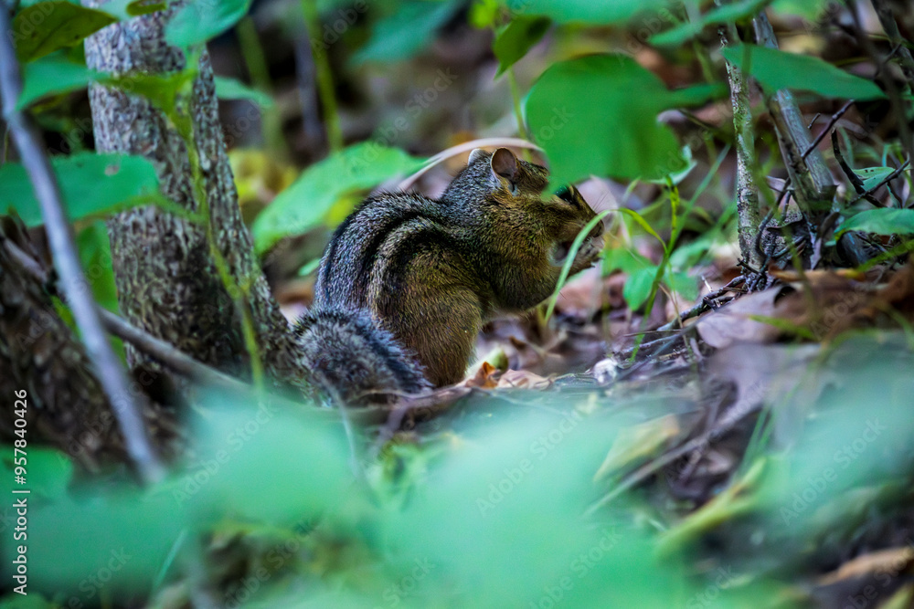 Chipmunk Foraging for Food Chipmunk Foraging for Food