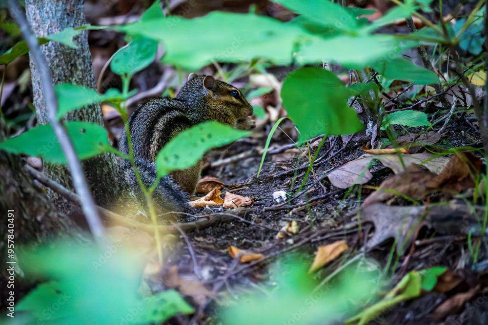 Naklejka premium Chipmunk Foraging for Food