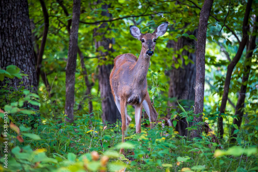 Fototapeta premium Young Deer in a Forest