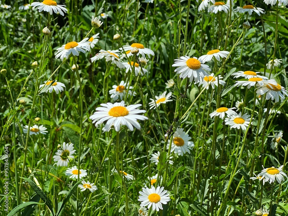 Fototapeta premium daisies in the grass