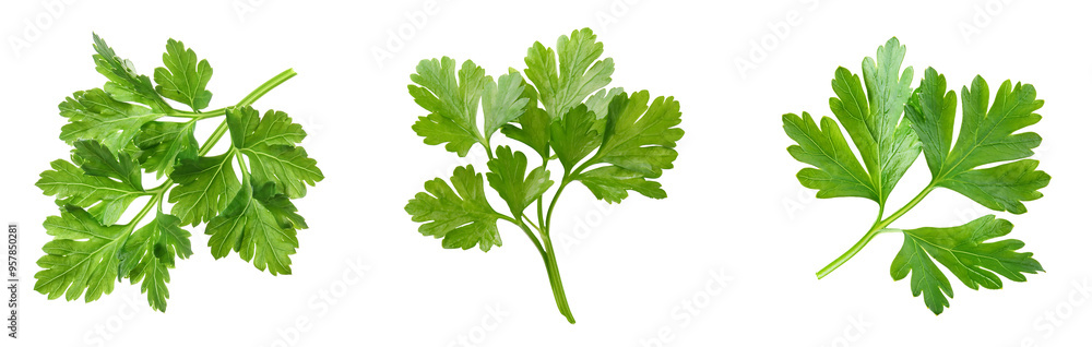 Set of fresh parsley isolated on transparent background, png parsley cutout Set of fresh parsley isolated on transparent background, png parsley cutout