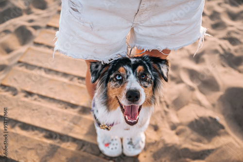 beautiful tricolor Australian Shepherd dog stands between the legs on the Crocs of a girl on the beach