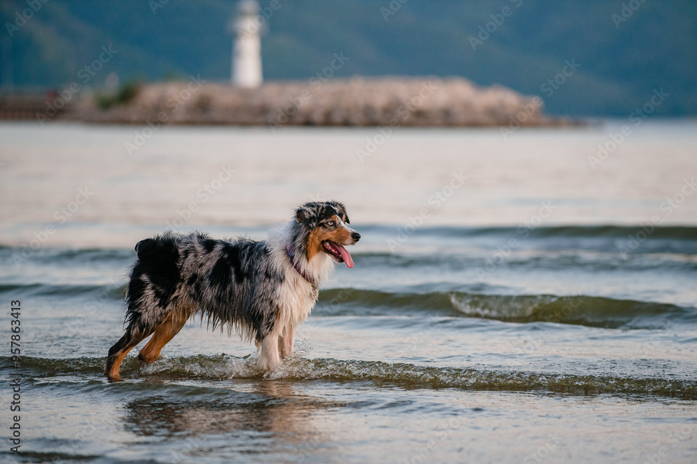 dog Australian Shepherd on the beach walks, runs and plays with a puller toy water splashes fun dog Australian Shepherd on the beach walks, runs and plays with a puller toy water splashes fun