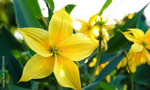beautiful yellow ylang ylang flowers