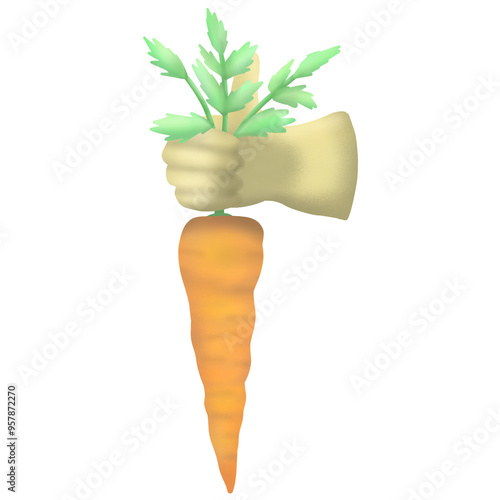 fresh carrots, the carrots are being held because they are being harvested