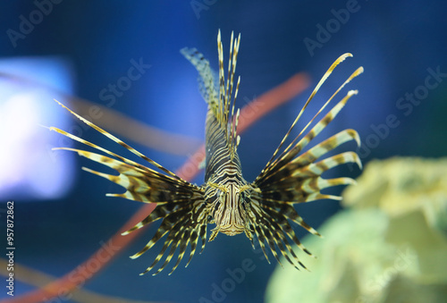 Lionfish was happily swimming and had beautiful fins spread out. photo