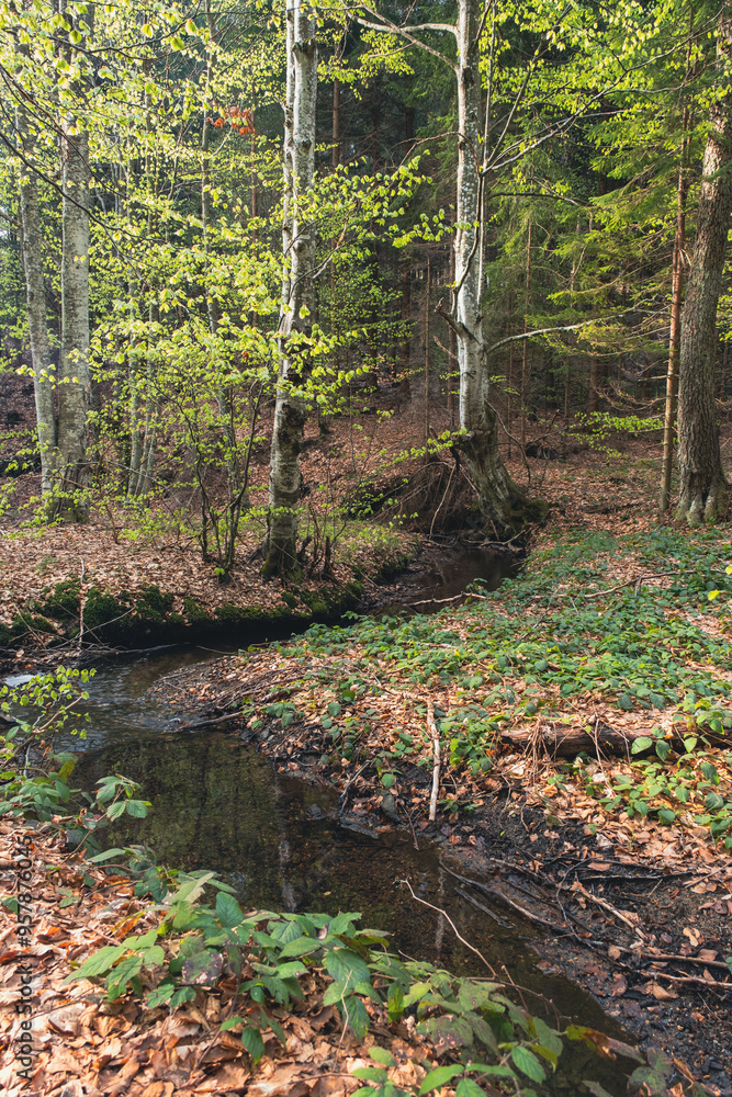 A stream in a beech forest during spring A stream in a beech forest during spring