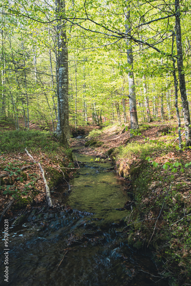 A stream in a beech forest during spring A stream in a beech forest during spring