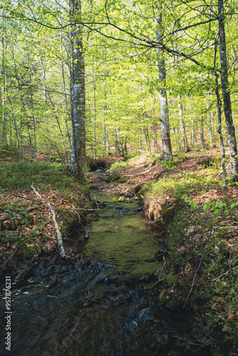 A stream in a beech forest during spring