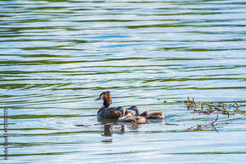 The waterfowl bird, great crested grebe with chick, swimming in the lake.