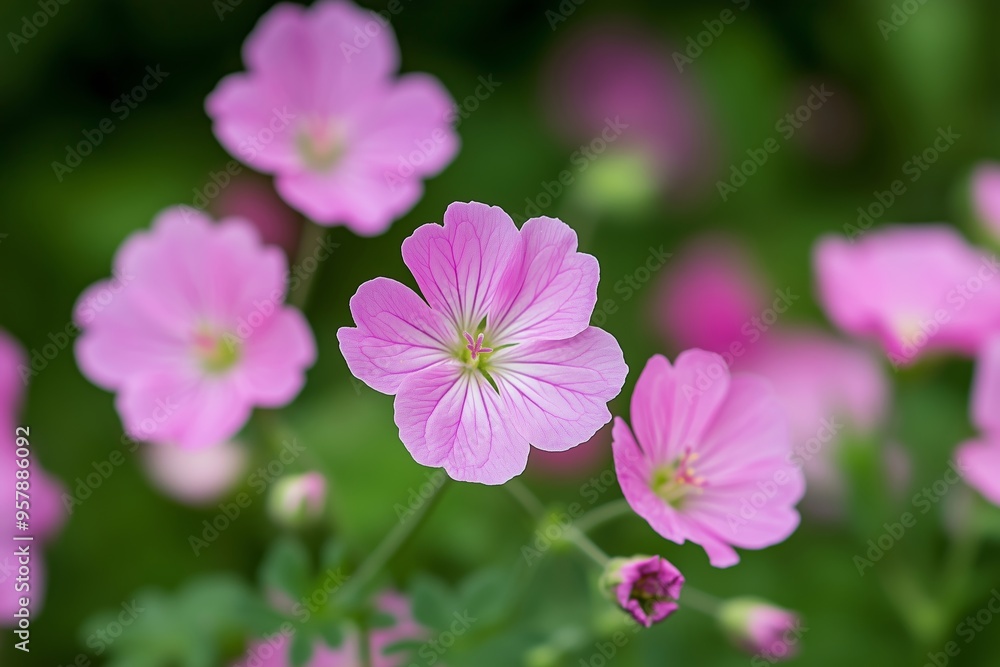 Fototapeta premium Captivating Pink Flowers Blooming in a Lush Garden Setting
