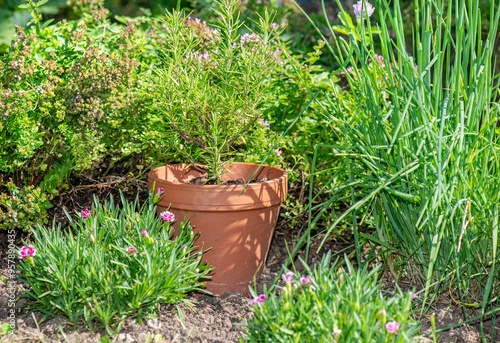 herbal plants and rosemary  growing in terra cotta flowerpot  in a garden