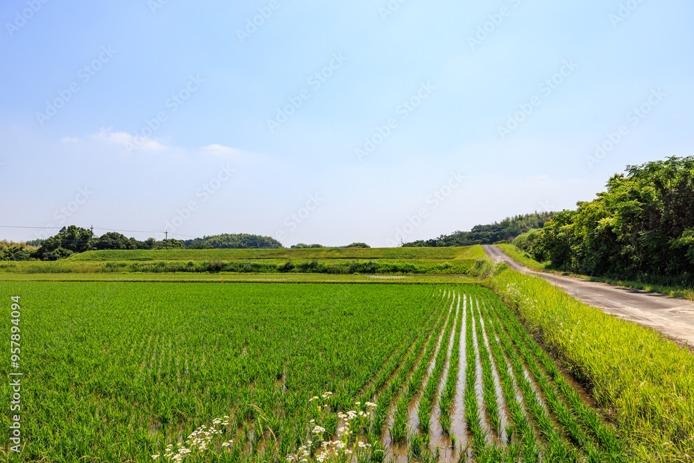 初夏の田園風景 初夏の田園風景